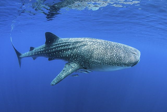 Baignade - Snorkeling Maldives
