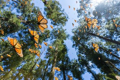 Papillon Monarque - Michoacan - Mexique
