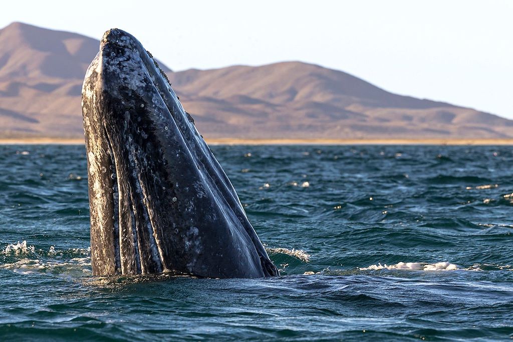 Voyage L’Ouest mexicain : canyons et Basse-Californie 