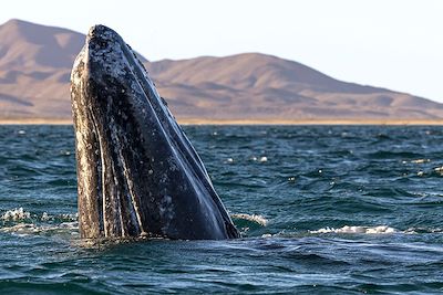 Baleine grise - Baie de Magdalena - Mexique