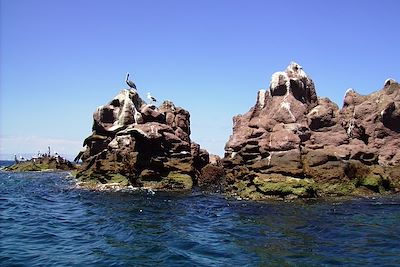 © Mary-Laure Brault - Isla espiritu Santo - Basse Californie - Mexique Isla espiritu Santo - Basse Californie - Mexique
