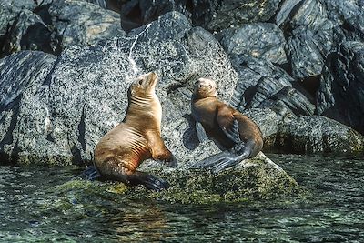 Lion de mer - Basse Californie - Mexique