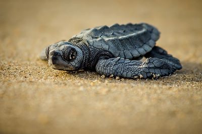Tortue de mer