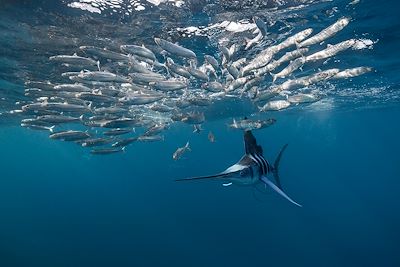 Marlin rayé et sardines 