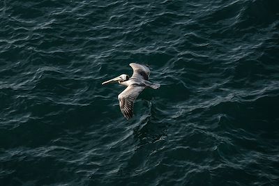 Pélican