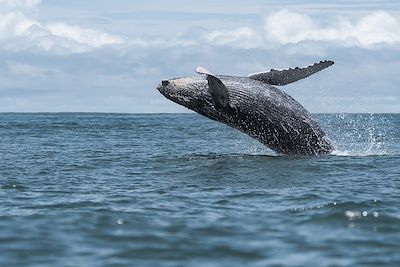 Baleine à bosse 