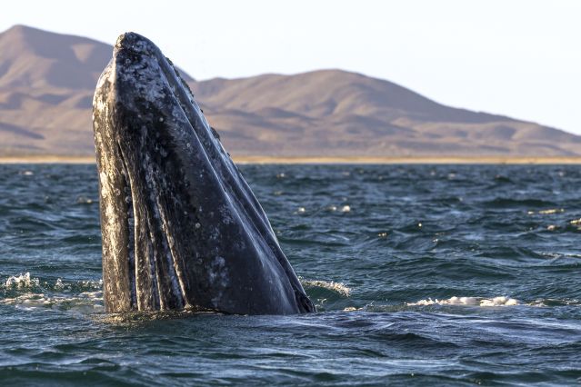 Baleine grise - Baie de Magdalena - Mexique