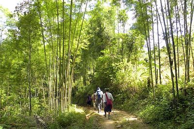Randonnée à travers une forêt de bambous - Région de Kyaung Tho - Environs du lac Inlé - Birmanie