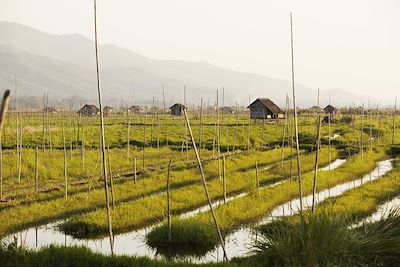 Jardins flottants du lac Inlé - Birmanie