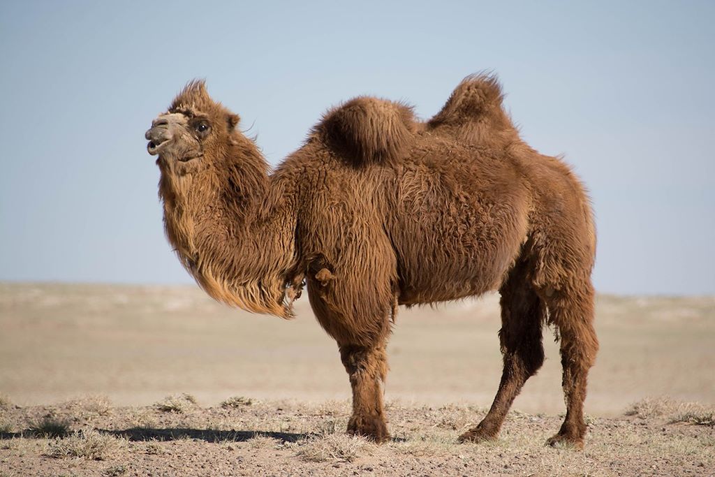 Voyage Trek des dunes du Gobi au parc des 8 lacs 3