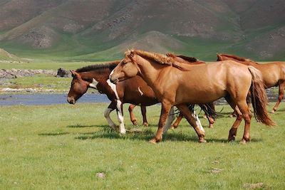 Chevaux dans la réserve naturelle des 8 lacs - Mongolie