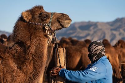 Chameau - Gobi Altaï - Mongolie