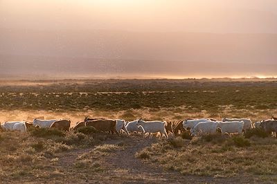 Chèvres Cachemire - Gobi Altaï - Mongolie