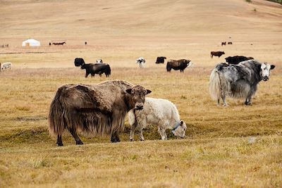Troupeau de yacks et de moutons - Mongolie