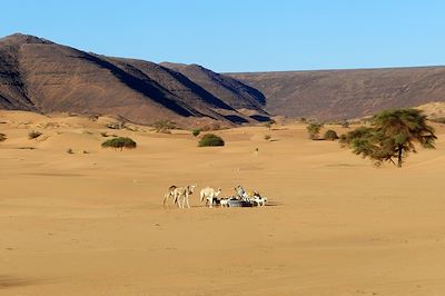 Point d'eau - Mauritanie