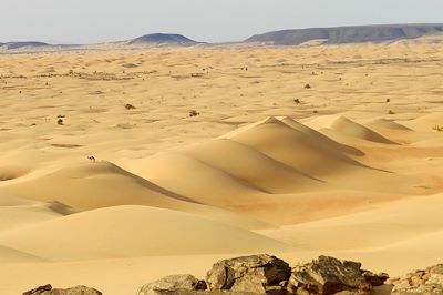 © Mabrouk Hamrit - Amatlich - Mauritanie Amatlich - Mauritanie