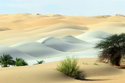 © Mabrouk Hamrit - Azoueigua - Mauritanie Azoueigua - Mauritanie