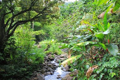 Forêt au nord de la Martinique