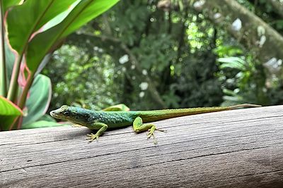 Lézard - Martinique