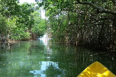 © Emilie Drouet - Kayak dans la mangrove - Martinique - France Kayak dans la mangrove - Martinique - France