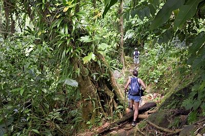 Sentier de randonnée Waitukubuli - Parc national du Morne Trois Pitons - La Dominique