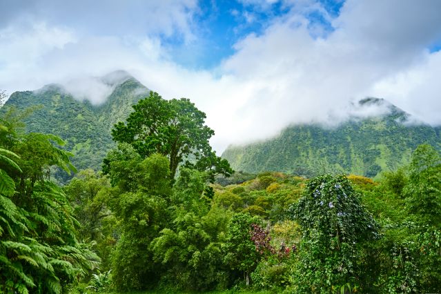 Jungle - Paysage de Martinique