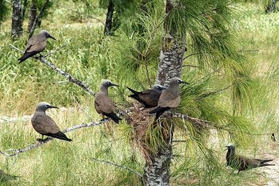 Ile aux Cocos - Ile Rodrigues - Iles Maurice