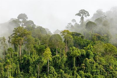 Jungle - Bornéo - Indonésie