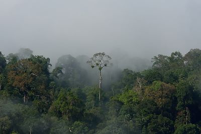 Forêt tropicale à Borneo - Indonesie