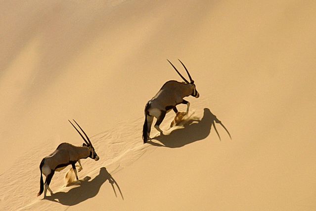 Safari Namibie