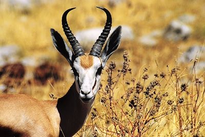 Désert du Namib - Namibie