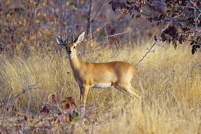 Parc national d'Etosha - Namibie