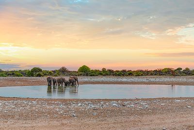 Un troupeau d'éléphant boit de l'eau au Parc d'Etosha en Namibie