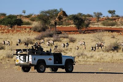© Gondwana Collection - Désert du Kalahari - Namibie Désert du Kalahari - Namibie