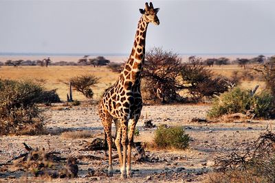 Voyage Lodges de charme et pistes namibiennes  2