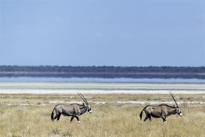 © Onguma - Parc national d'Etosha - Nambie Parc national d'Etosha - Nambie