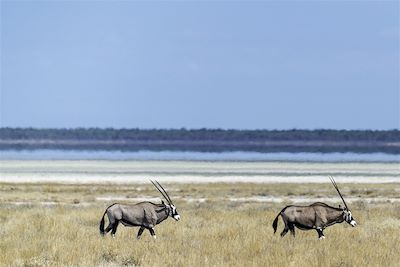 Parc national d'Etosha - Nambie