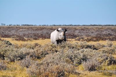 Parc national d'Etosha - Namibie