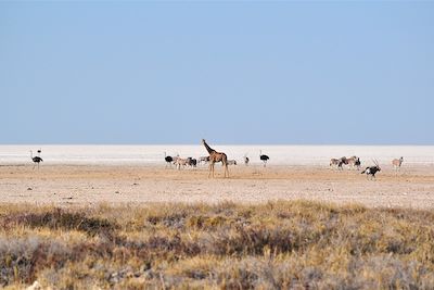 Parc national d'Etosha - Namibie