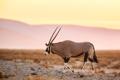 © David / Adobe Stock - Oryx dans le désert du Namib - Namibie Oryx dans le désert du Namib - Namibie