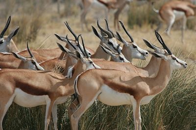Springbok - Etosha - Namibie