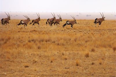 Troupeau d'Oryx - Namibie