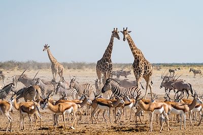 Safari - Namibie
