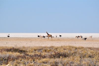 © Magali Dauphin - Parc national d'Etosha - Namibie Parc national d'Etosha - Namibie