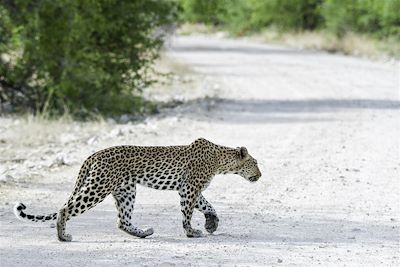© David Rogers/Onguma - Parc national d'Etosha - Nambie Parc national d'Etosha - Nambie
