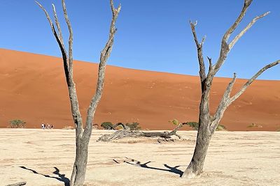 Dead Vlei - Désert du Namib  - Namibie