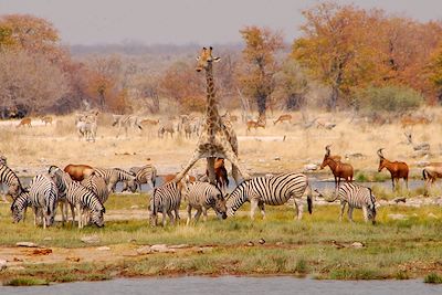 Etosha - Namibie