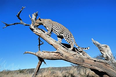 Namibie : Circuits accompagnés
