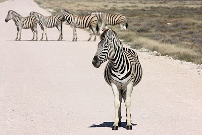 © Luis Recinos - Etosha National Park - Namibie Etosha National Park - Namibie