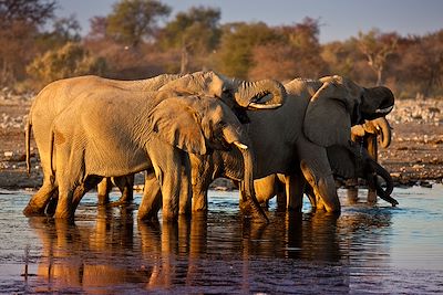 © Mokuti Etosha Lodge - Mokuti Etosha Lodge - Etosha Est - Namibie Mokuti Etosha Lodge - Etosha Est - Namibie